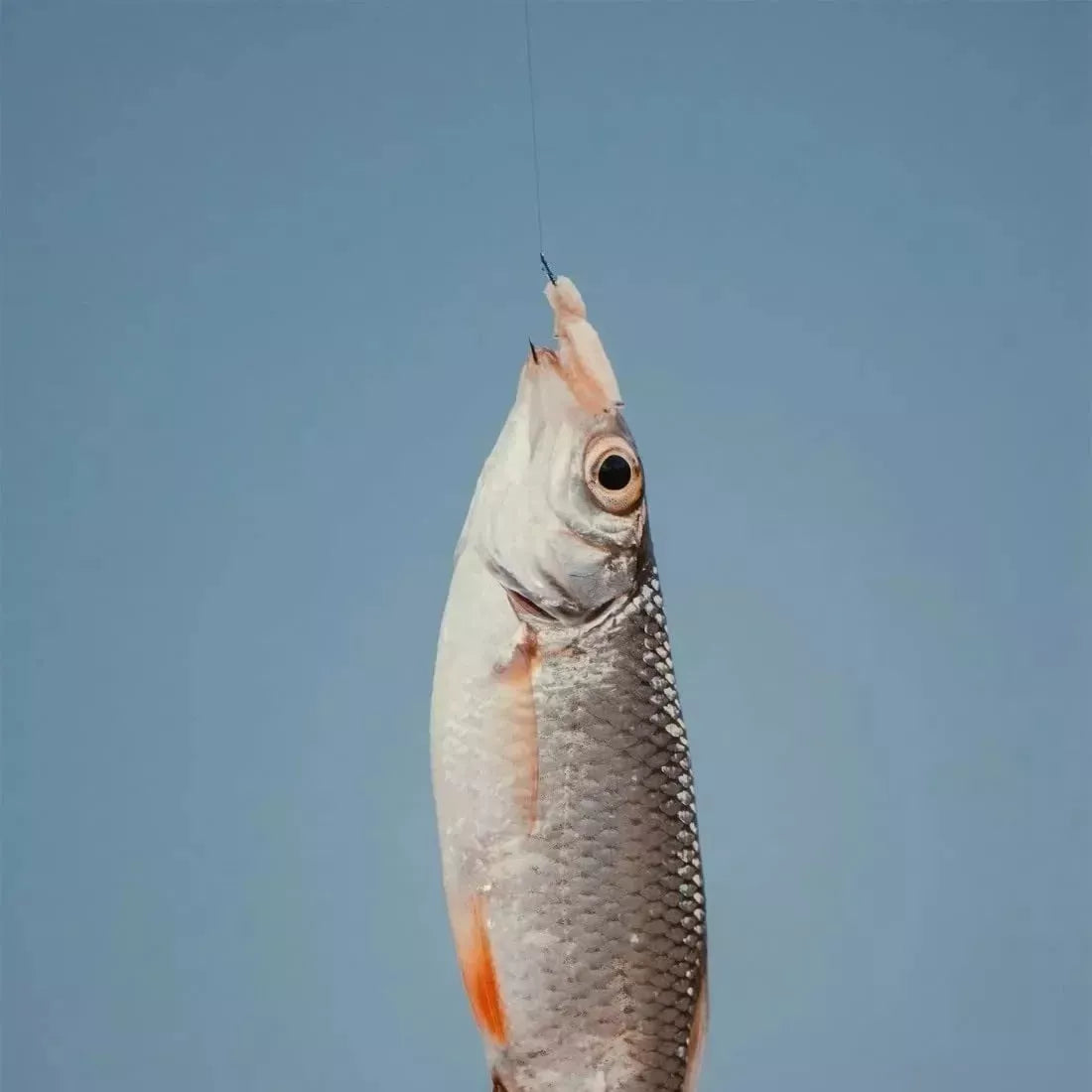 Kit Anzuelo Set Pesca 5 Anzuelos Pesca Anzuelos De Pesca #14